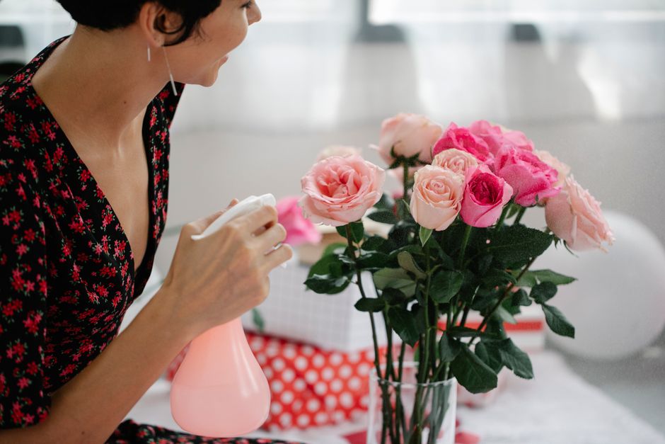 A woman spritzing a bouquet of pink roses indoors with a spray bottle, creating a romantic Valentine's atmosphere.