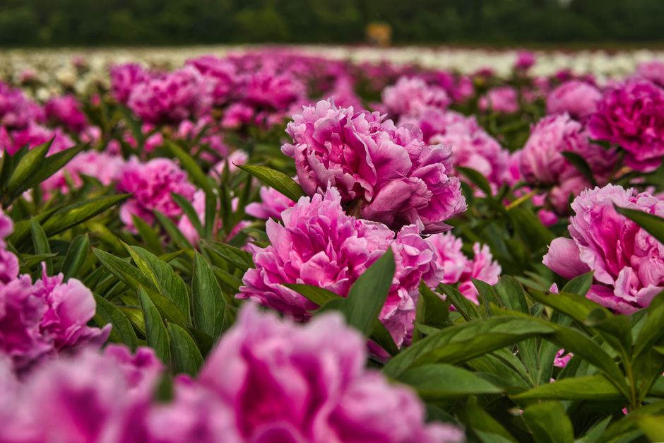 A lush field of pink peonies in full bloom, showcasing the beauty of summer flora.