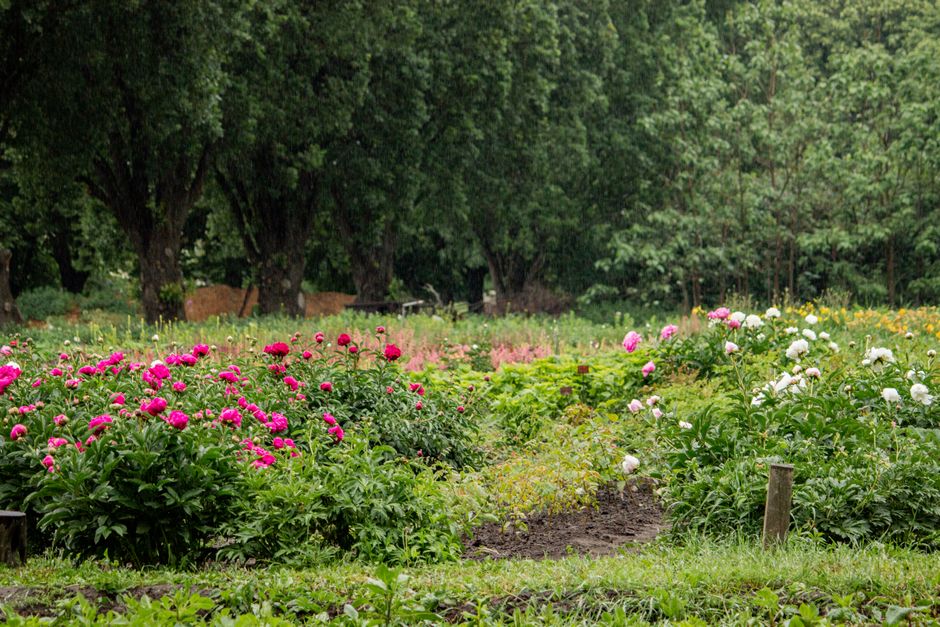 Lush garden with vibrant pink and white peonies, surrounded by dense green trees, showcasing natural beauty.